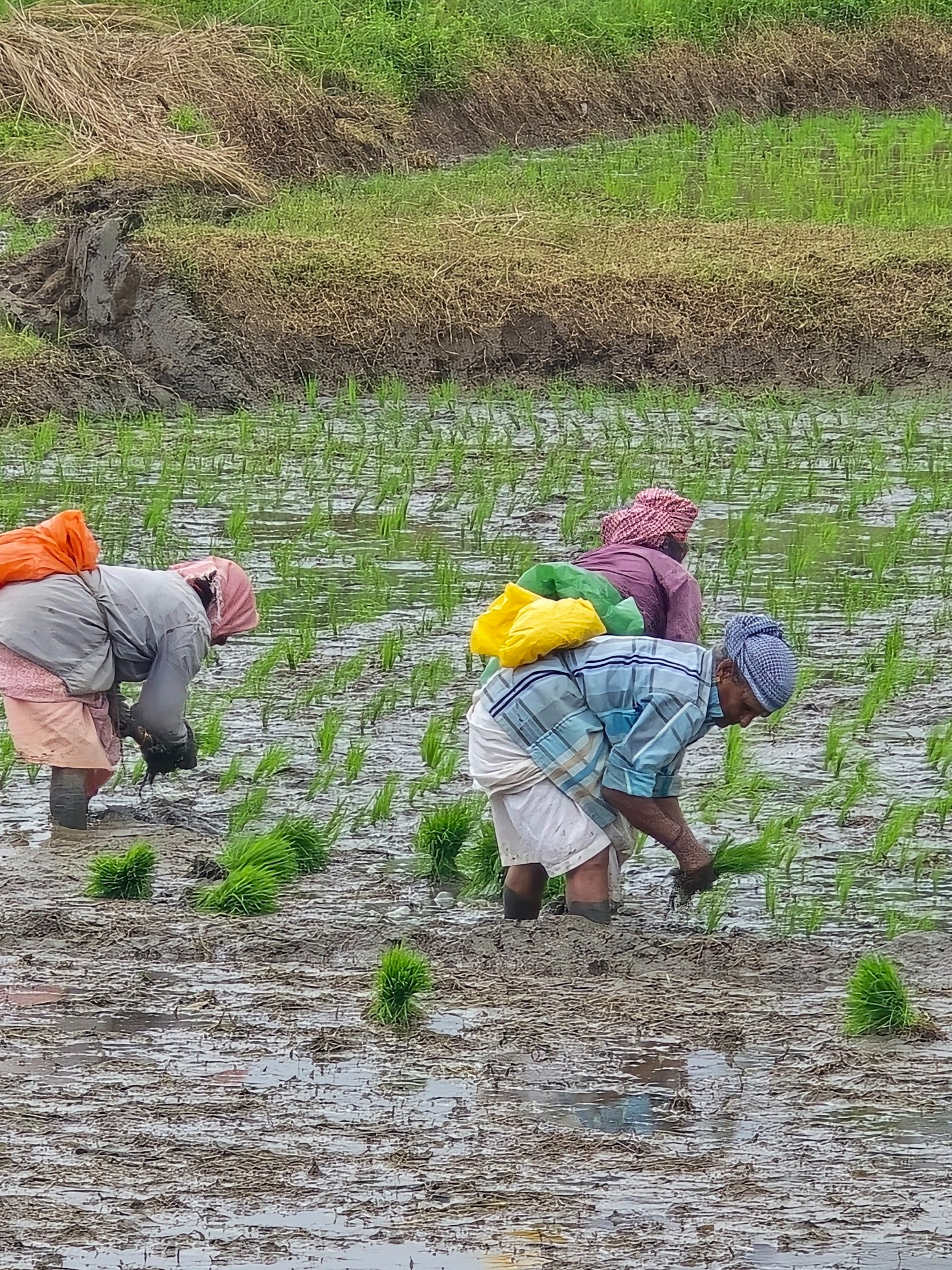 Desafíos y logros en la lucha por derechos laborales rurales